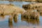 Tussock growing in marshes