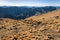 Tussock growing on slopes above Awatere Valley, Marlborough, South Island, New Zealand