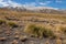 Tussock growing on slopes in Southern Alps