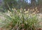 Tussock hare`s-tail cottongrass flower, eriophorum vaginatum in Czech nature reserve Cervene Blato