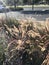 Tussock of hay blooming near the street