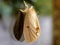 Tussock Moth