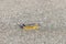 Tussock Moth caterpillar crawling in the sand near the waves on a beach in california