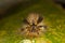 Tussock Moth Caterpillar: Front view