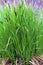 Tussock Sedge  44113