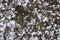 Tussocks of grass covered with fallen leaves and snow