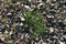 Tussocks of green grass surrounded by fallen leaves