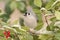 Tuted Titmouse in a Holly Tree