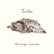 Tutles collection, alligator snapping turtle Macrochelys temminckii,  hand drawn doodle, drawing sketch