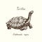 Tutles collection, Chelonoidis-nigra Galapagos tortoise complex, Galapagos giant tortoise hand drawn doodle, drawing sketch