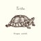 Tutles collection, Coahuilan box turtle Terrapene coahuila, hand drawn doodle, drawing sketch in gravure style, vector