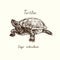 Tutles collection, Emys Orbicularis European pond turtle, hand drawn doodle, drawing sketch in gravure style, vector