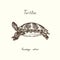 Tutles collection, Pseudemys nelsoni Florida red-bellied cooter or redbelly turtle , hand drawn doodle, drawing sketch
