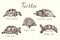 Tutles collection,Testudo horsfieldii, Macrochelys temminckii, Terrapene carolina, Terrapene coahuila, Pseudemys nelsoni