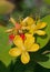 Tutsan blossoms - hypericum androsaemum