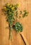 Tutsan. Dried herbs. Herbal medicine, phytotherapy medicinal her
