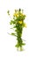 Tutsan - St. John\'s wort (Hypericum)