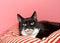 Tuxedo black and white cat laying on a red and white striped bed looking at viewer with tongue sticking out