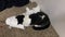 Tuxedo Cat Destroys Paper Towel Roll