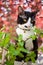 Tuxedo Cat Enjoying The Plants