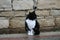 Tuxedo cat on a footpath
