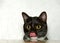 Tuxedo Cat licking face, close up at table counter