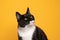 tuxedo cat looking tot he side on yellow background