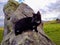 Tuxedo cat on megalith stone circle Avebury