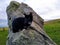 Tuxedo cat on megalith stone circle Avebury