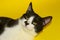 Tuxedo Cat over yellow background.