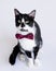 Tuxedo cat with red polka dot bow tie