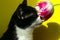 Tuxedo Cat Sniffing Flower.