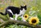 Tuxedo cat on a tree branch with sunflowers