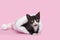 Tuxedo Kitten laying in a Pink striped baby Hat