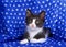 Tuxedo kitten peeking out of a blue scarf with white stars