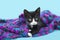 Tuxedo kitten playing in scarf