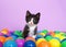 Tuxedo kitten sitting in a layer of colorful plastic ball pit balls