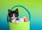 tuxedo kitten sitting in a vibrant green woven Easter basket
