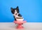 Tuxedo kitten sitting on a wood floor behind a small pedestal table with a tiny bowl of kitten bite sized food