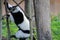 Tuxedo lemur climbing