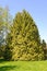 Tuya western, variety Yellow Thuja occidentalis L. Lutea. General appearance of the plant