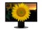 Tv screen with sunflower in 3D