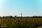 TV tower seen from Feldmoching, corn field