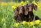 Tvo dachshund and dandelions