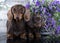 Tvo dachshunds puppy and spring flowers