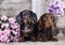 Tvo dogs dachshund