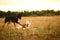 Twa dogs husky and doberman at walk on yellow meadow in sunset