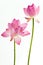 Twain pink water lily flower (lotus)