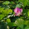 Twain pink water lily flower (lotus)