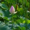 Twain pink water lily flower (lotus)